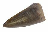 Jurassic Crocodile (Goniopholis?) Tooth - Colorado #162492-1